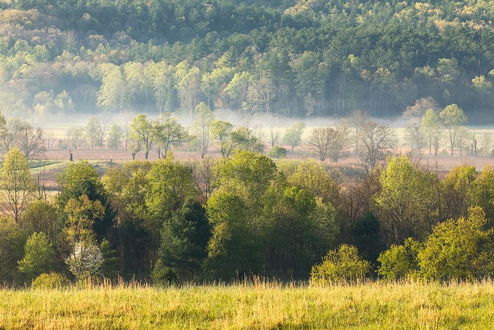 Foggy meadow at sunrise-Cades Cove-Smoky Mountains National Park-Tennessee